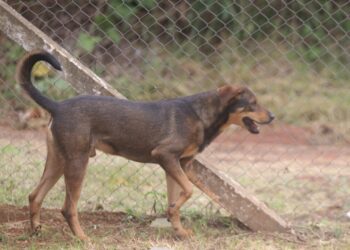 Prefeitura fará mutirão de castração de 360 animais de estimação em abril – Prefeitura de Hortolândia