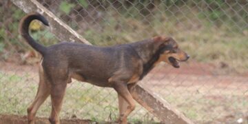 Prefeitura fará mutirão de castração de 360 animais de estimação em abril – Prefeitura de Hortolândia