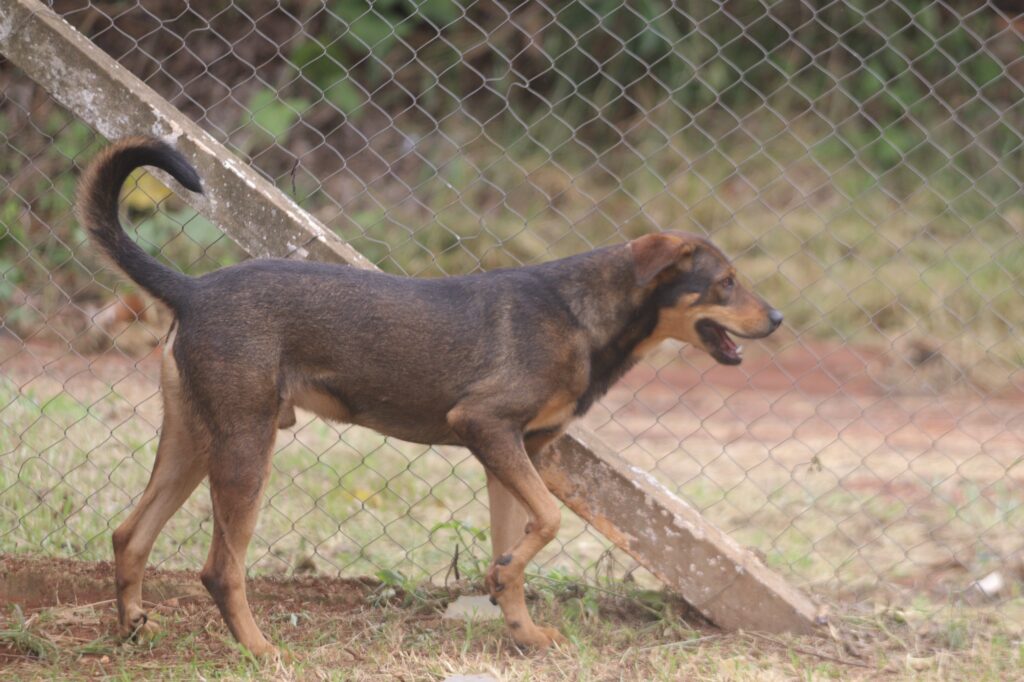 Prefeitura fará mutirão de castração de 360 animais de estimação em abril – Prefeitura de Hortolândia