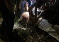 Ação da Prefeitura, Bombeiros e voluntários remove artefato que estava preso ao corpo de capivara