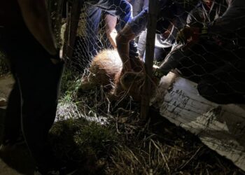 Ação da Prefeitura, Bombeiros e voluntários remove artefato que estava preso ao corpo de capivara