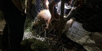 Ação da Prefeitura, Bombeiros e voluntários remove artefato que estava preso ao corpo de capivara