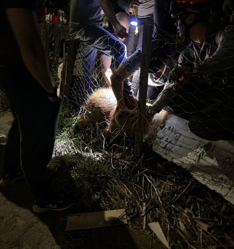 Ação da Prefeitura, Bombeiros e voluntários remove artefato que estava preso ao corpo de capivara