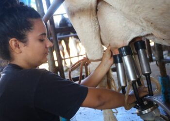 Produção de leite ganha força com políticas públicas em São Paulo