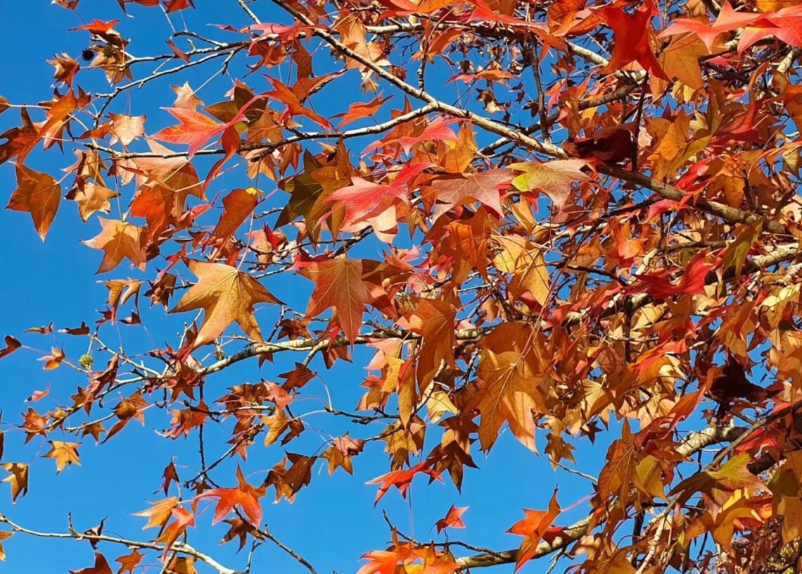 Defesa Civil do Estado alerta para cenário de transição para o outono com calor, umidade e risco de temporais isolados