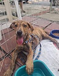 Campinas enfrenta crise: cerca de 30 mil cães abandonados em situação de rua