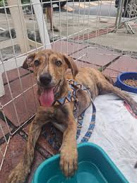 Campinas enfrenta crise: cerca de 30 mil cães abandonados em situação de rua