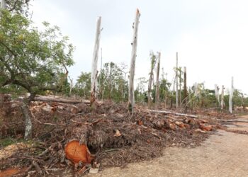 MP pede R$ 2 milhões de indenização à Prefeitura de Campinas pela morte de criança após queda de árvore no Taquaral