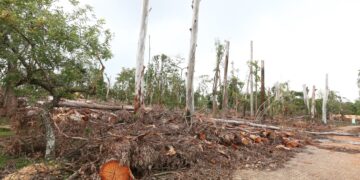 MP pede R$ 2 milhões de indenização à Prefeitura de Campinas pela morte de criança após queda de árvore no Taquaral