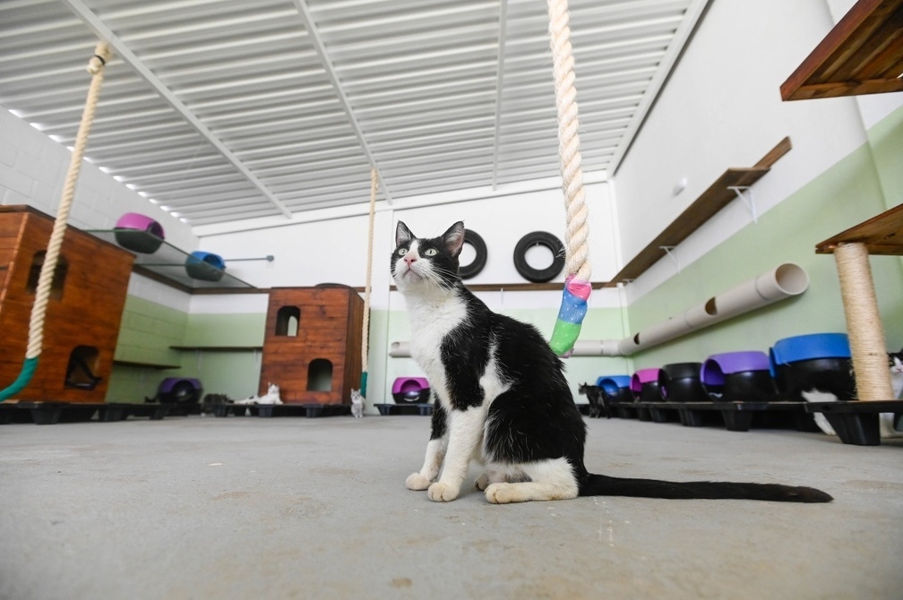Hospital Veterinário da PUC-Campinas passa a atender animais resgatados pelo Samu Animal