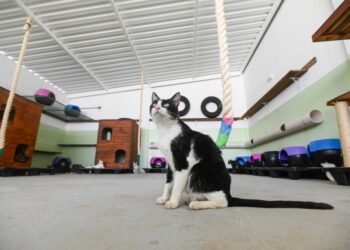 Hospital Veterinário da PUC-Campinas passa a atender animais resgatados pelo Samu Animal