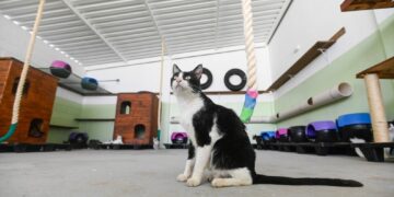 Hospital Veterinário da PUC-Campinas passa a atender animais resgatados pelo Samu Animal