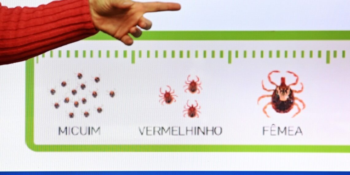 Campinas registra mais duas mortes por febre maculosa e chega a seis em 2025