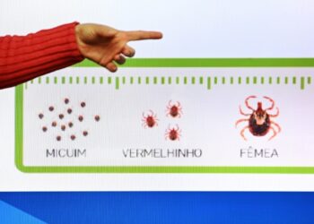 Campinas registra mais duas mortes por febre maculosa e chega a seis em 2025