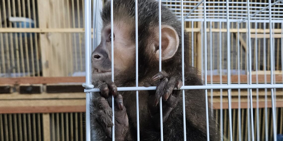 Operação policial em Indaiatuba apreende 56 aves silvestres, macaco e ouriços