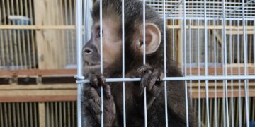 Operação policial em Indaiatuba apreende 56 aves silvestres, macaco e ouriços