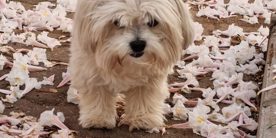 Campinas libera a presença de animais de estimação em parques e praças de esporte