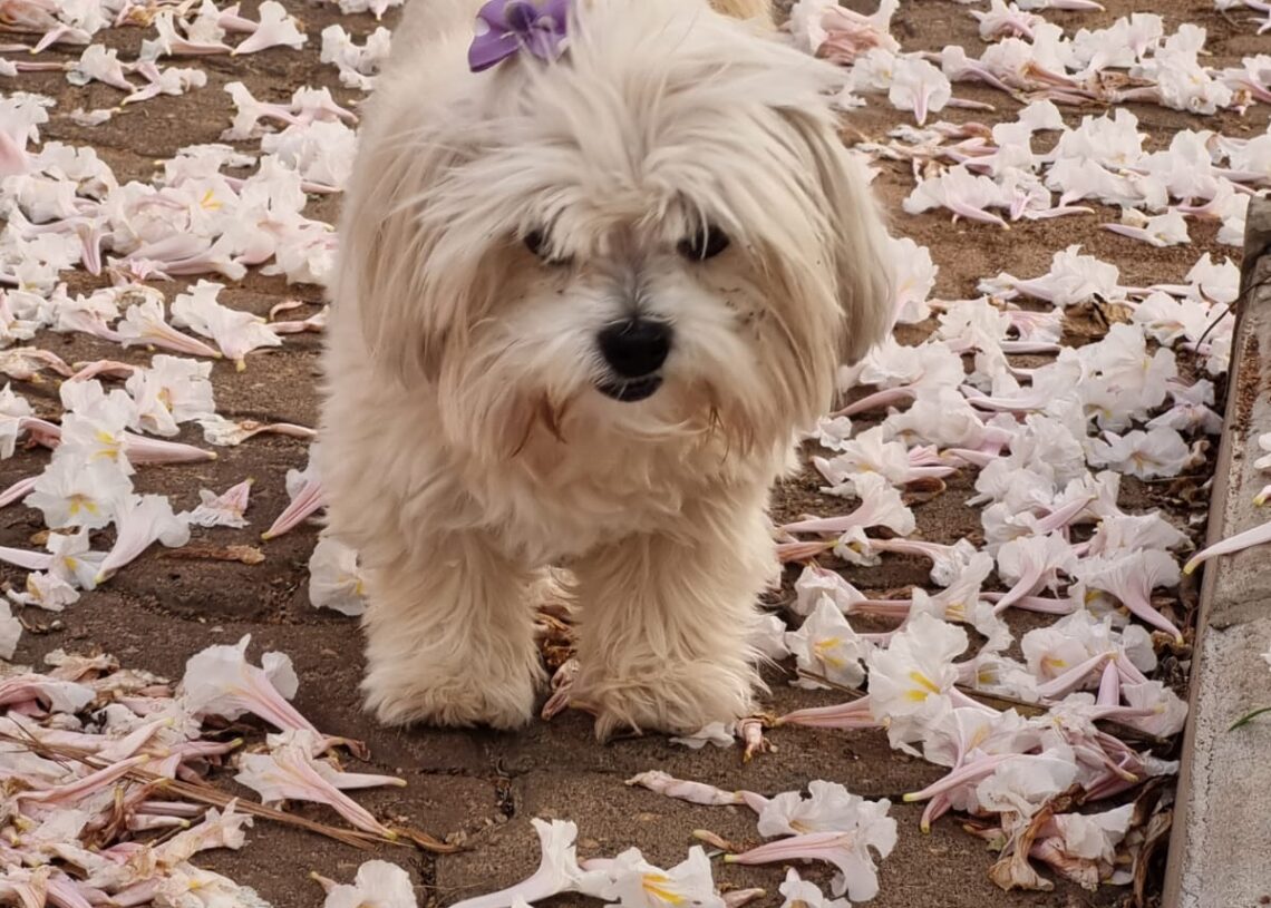 Campinas libera a presença de animais de estimação em parques e praças de esporte