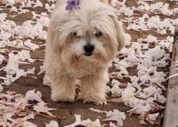 Campinas libera a presença de animais de estimação em parques e praças de esporte