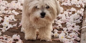 Campinas libera a presença de animais de estimação em parques e praças de esporte