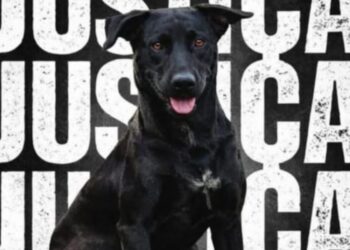 ‘Queria assustar’, diz bombeiro que matou cão a tiros em Goiânia; comunidade se mobiliza