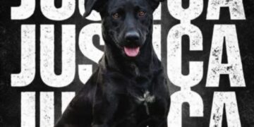 ‘Queria assustar’, diz bombeiro que matou cão a tiros em Goiânia; comunidade se mobiliza