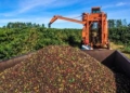 Após susto com seca, chuva salva lavouras e Brasil projeta safra histórica de café em 2026/27