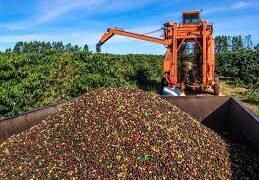Após susto com seca, chuva salva lavouras e Brasil projeta safra histórica de café em 2026/27