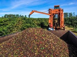 Após susto com seca, chuva salva lavouras e Brasil projeta safra histórica de café em 2026/27