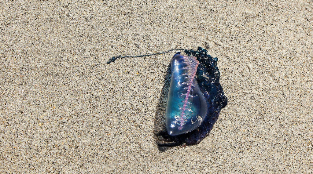 Queimadura por água-viva: o que fazer e informações gerais