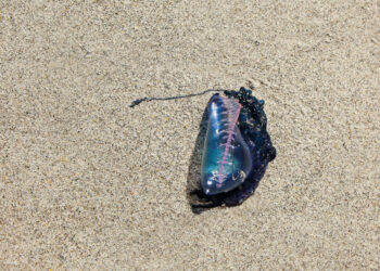 Queimadura por água-viva: o que fazer e informações gerais