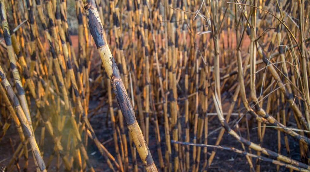 SP define novas regras para queima controlada na lavoura com aval da Agricultura ou Cetesb