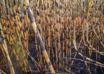 SP define novas regras para queima controlada na lavoura com aval da Agricultura ou Cetesb