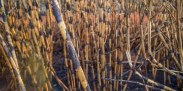 SP define novas regras para queima controlada na lavoura com aval da Agricultura ou Cetesb