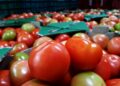 Cesta básica sobe 7,81% em março em Campinas puxada pelo tomatedar