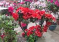 Setor de flores de Holambra prevê alta de até 20% nas vendas com Dia das Mães