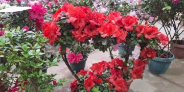 Setor de flores de Holambra prevê alta de até 20% nas vendas com Dia das Mães