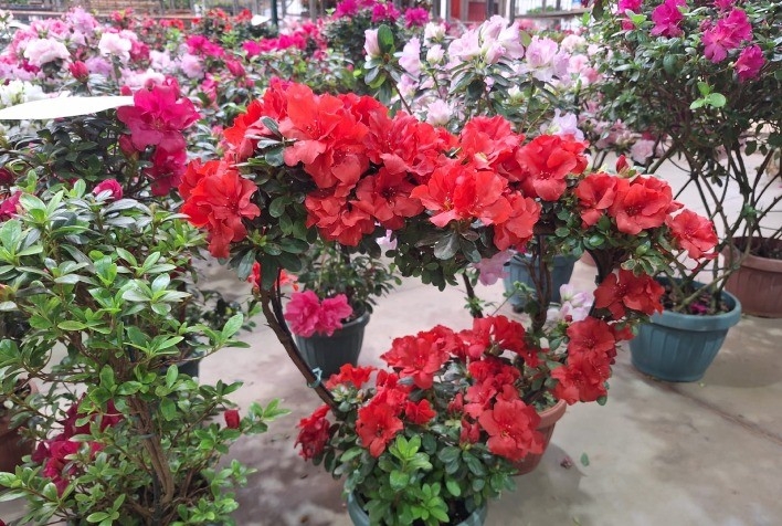 Setor de flores de Holambra prevê alta de até 20% nas vendas com Dia das Mães