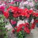 Setor de flores de Holambra prevê alta de até 20% nas vendas com Dia das Mães