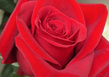 Viracopos recebe 26,5 toneladas de flores importadas para o Dia das Mães