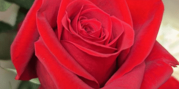 Viracopos recebe 26,5 toneladas de flores importadas para o Dia das Mães
