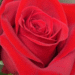 Viracopos recebe 26,5 toneladas de flores importadas para o Dia das Mães