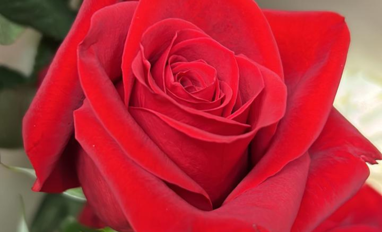 Viracopos recebe 26,5 toneladas de flores importadas para o Dia das Mães