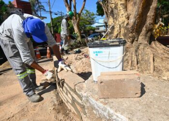 Laudo da Esalq confirma necessidade de retirada de árvores da Praça do Coco em Campinas; Condema contesta