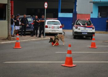Piracicaba desativa canil da Guarda Civil para reforçar ruas e doará cinco cães; efetivo caiu 21% em 10 anos
