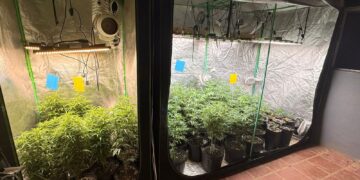 Cerco fecha em Campinas: PM apoia Operação Hydra e arranca 50 pés de maconha em Sousas