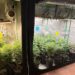 Cerco fecha em Campinas: PM apoia Operação Hydra e arranca 50 pés de maconha em Sousas