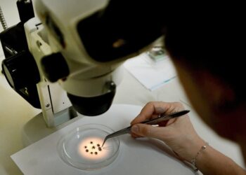 Primeira morte por febre maculosa de 2026 em Campinas é de idoso da região noroeste