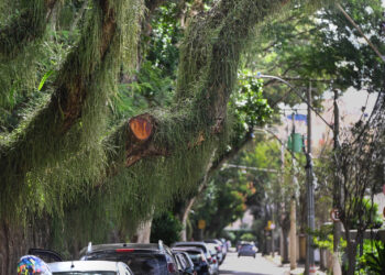 Prefeitura realiza manejo de árvores em Barão Geraldo e no Cambuí por questões de segurança