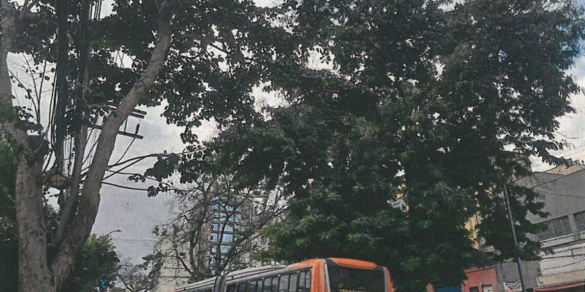 Campinas inicia manejo de árvores nas avenidas Moraes Salles e Anchieta